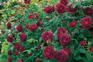 Роза томас бекет