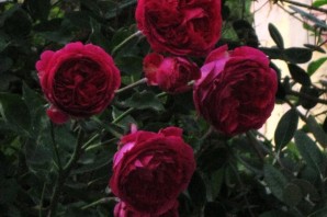 Роза хоум энд гарден