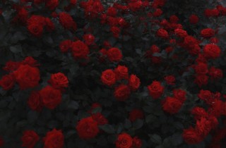Красные цветы