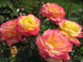 Роза пульман ориент экспресс