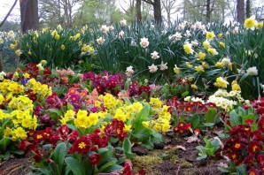 Ранние цветы