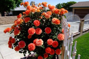 Розы плетистые сорта