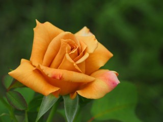 Роза хоней дижон