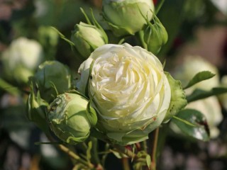 Роза веддинг пиано