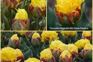 Тюльпан айс крим