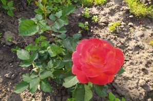 Роза супер гранд аморе