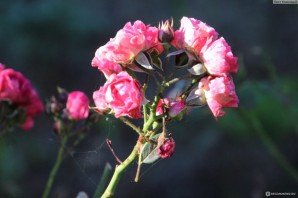 Роза лавли фейри