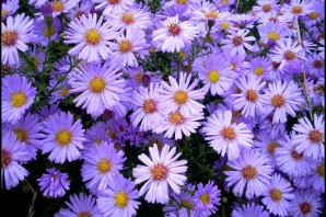 Сентябринка цветы