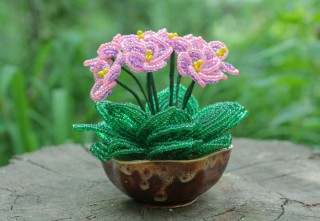 Фиалка каменный цветок