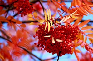 Осенние ягоды