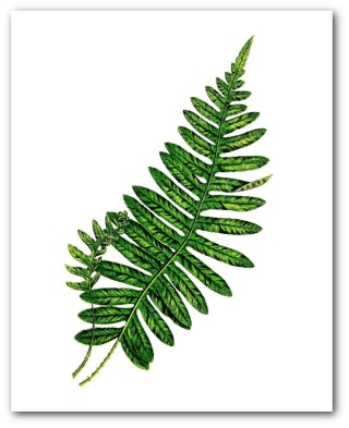 Лист папоротника