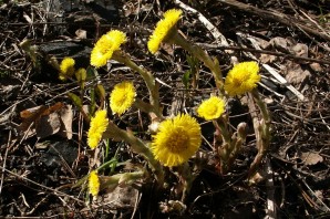 Растения ленинградской области