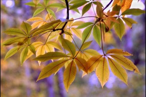 Листья каштана осенью