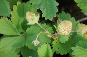 Листья земляники