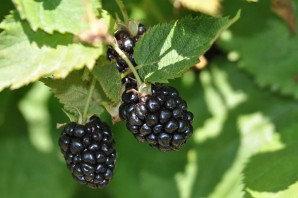 Ежевика кустарник