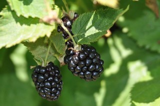 Ежевика кустарник