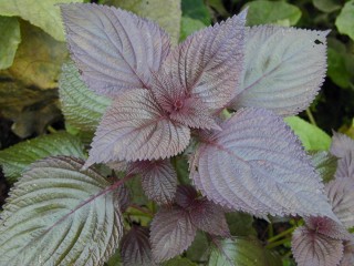 Листья периллы