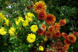 Осенние садовые цветы