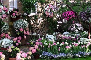 Декоративные растения для сада