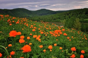 Растения кузбасса