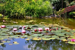 Нимфеи для пруда