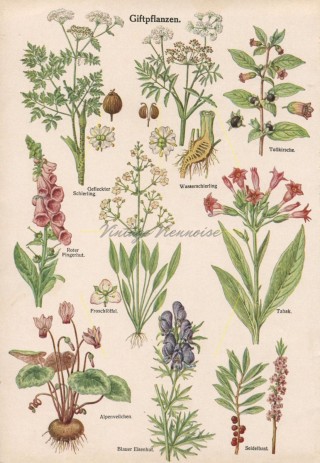 Лекарственные и ядовитые растения