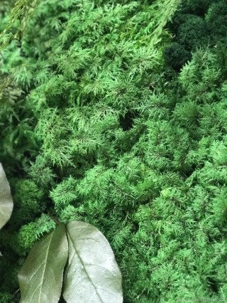 Папоротниковый мох