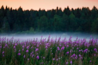 Цветы карелии