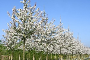 Яблоня эверест