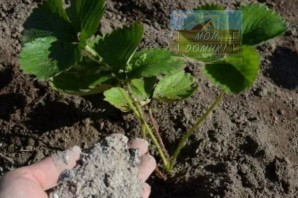 Подкормка клубники