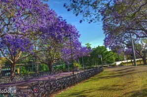 Роза джакаранда