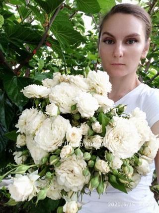 Роза принцесса киши