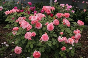 Роза амелия ренессанс