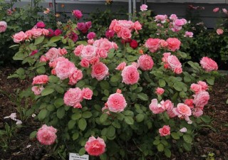 Роза амелия ренессанс