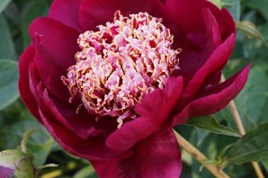 Пион ниппон бьюти