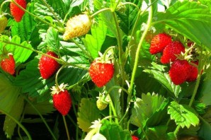 Земляника ремонтантная александрия