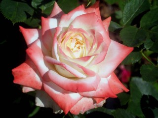 Роза императрица фарах