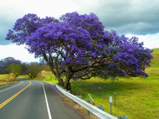Растение павловния
