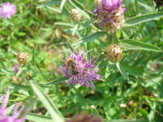 Дикорастущие лекарственные растения