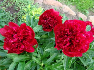 Пион ред чарм