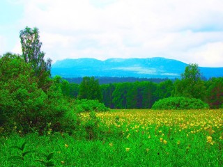 Растения башкирии