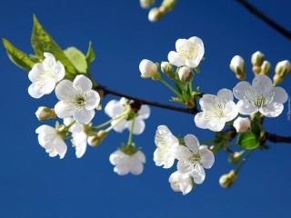 Майские цветы