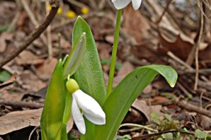 Садовые подснежники