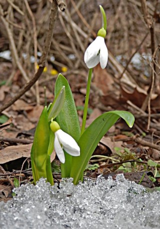 Садовые подснежники