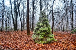 Красная сосна