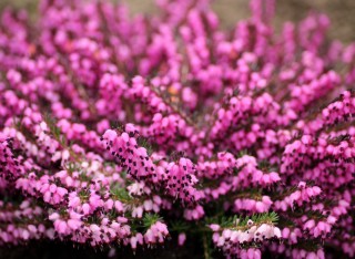 Вереск цветок