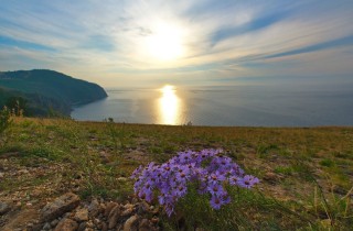 Растительность байкала