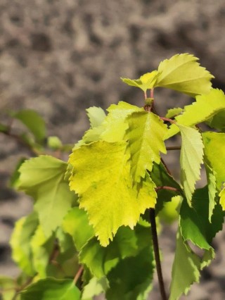 Береза повислая роял фрост