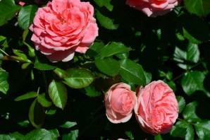 Роза кимоно