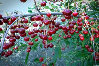 Вишня быстринка